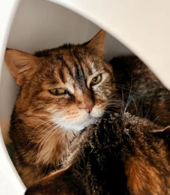 Grizabella the Glamour Cat
