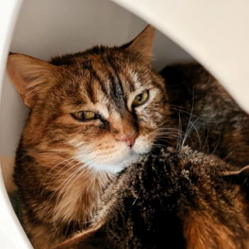 Grizabella the Glamour Cat