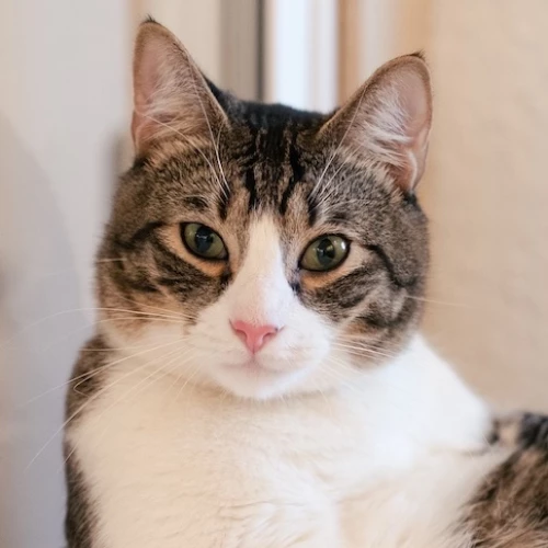 Loki
