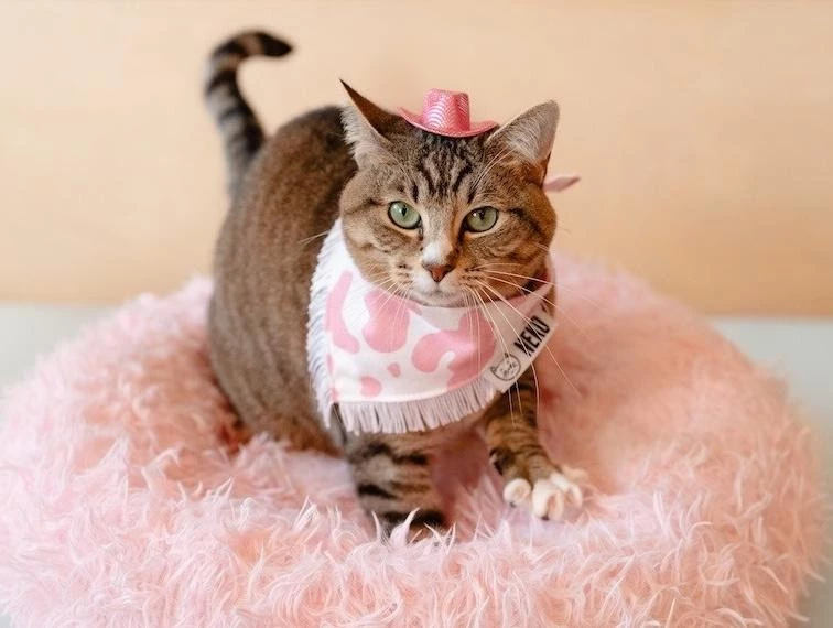Our Valentines are 50 Tiny Cowboys