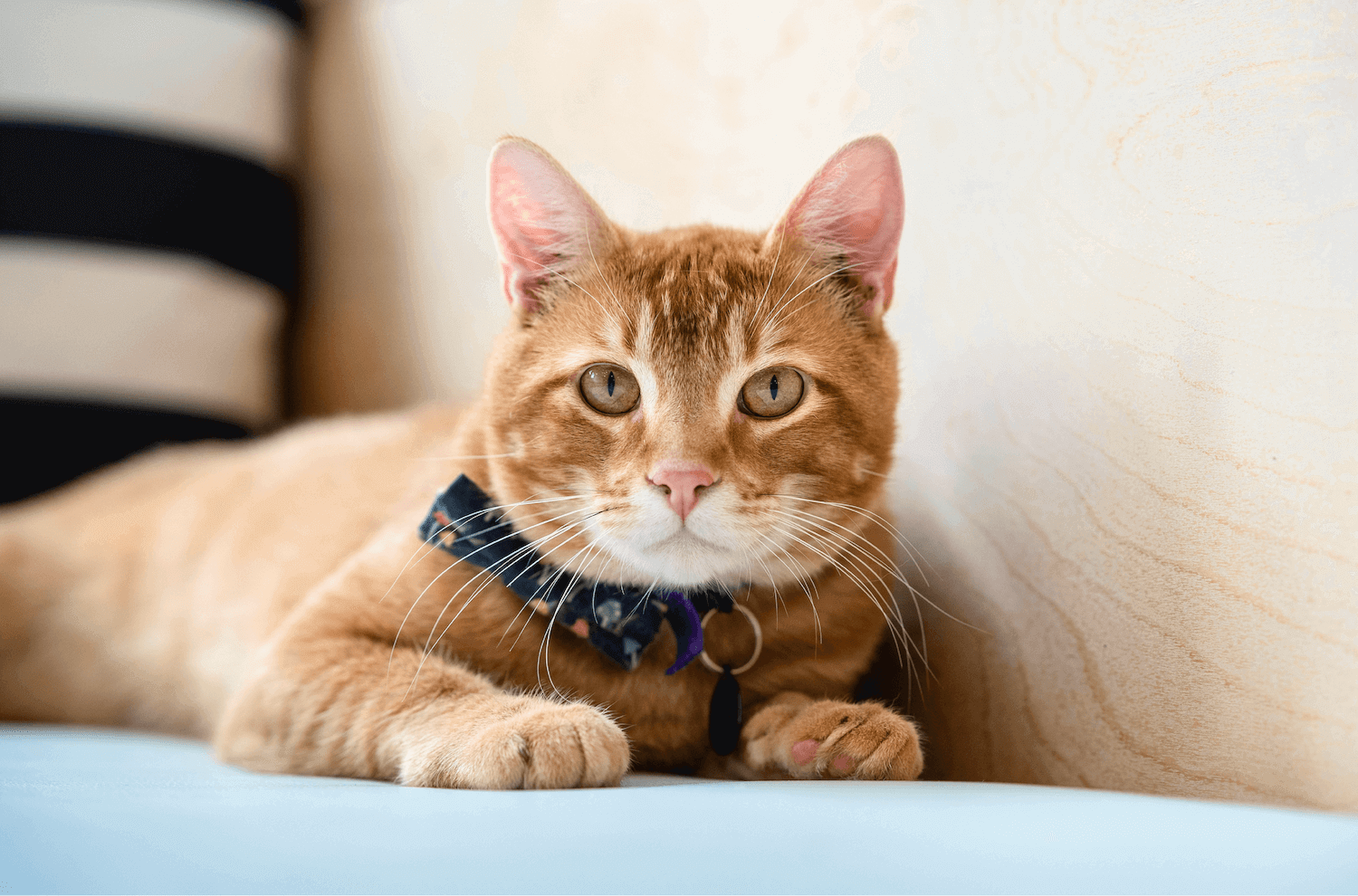 NEKO Blog Adopter Wanted 2 neko-blog-adopter-wanted-2