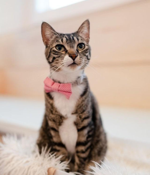 the cats aren't up-to-date the-cats-arent-up-to-date