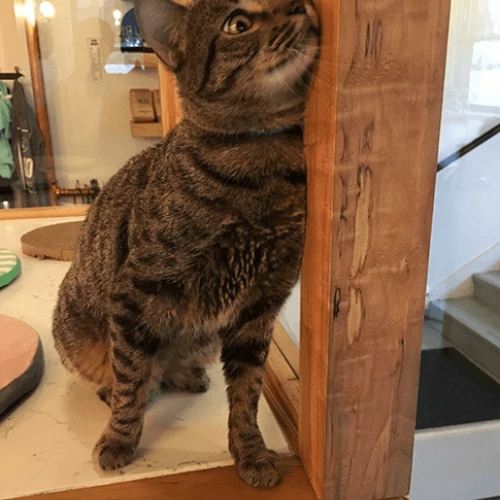 Khan