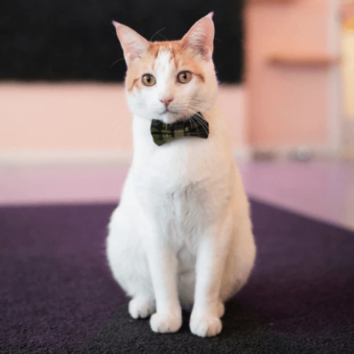 Ringo